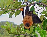 Seychelles Fruit Bat