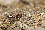 Ant Extermination Margate FL | Optimus Pest Control