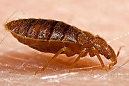 Bed Bug Extermination Margate FL | Optimus Pest Control