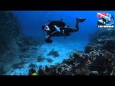 Diving Fiji, Scuba dive in Taveuni, Bligh Water and the Koro Sea: sharks, manta rays, octopus