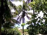 Yasawa Island Resort Beachfront Resort, Fiji Islands 1-800-256-4280