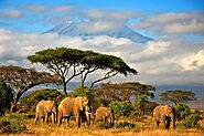 Wildlife Safari in Tanzania - Safe Safaris for Everyone! by Enchantintanzania Safaris