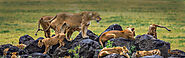 Zanzibar Safaris: Exciting Beaches You Absolutely Must Visit – Enchanting-Tanzania-Safaris
