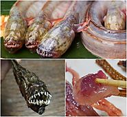 Weirdest Alien-looking Fish in Japan - Weird Foodies!