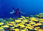 Banana Reef Snorkelling