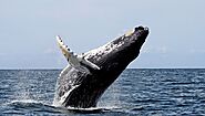 The Story of the Whale and Yunus (AS) in the Quran - Quran For kids