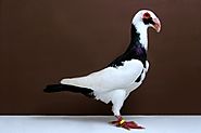 Top 7 Most Beautiful Pigeon In The World With Details