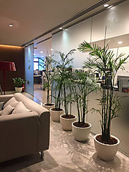 Plants on Rent in Gurgaon