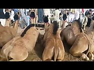 Beautiful Camels In a Row | Anait Shah Mela 2020 | Sono Bhai Vlogs | بہت خوبصورت اونٹ