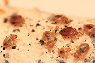 Get Rid Of Bed Bugs Home Remedies | Get Note IT