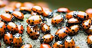 Easy Ways To Get Rid Of Ladybugs at Home | Get Note IT