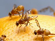 Fruit Flies Causes And Get Rid Of With Home Remedies | Get Note IT