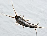 How To Get Rid of Silverfish Home Remedies | Get Note IT