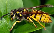 How To Get Rid Of Yellow Jackets Naturally - Get Note IT