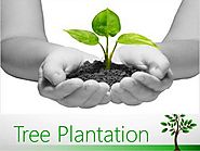 Tree Plantation Paragraph For Class 6 And Class 7