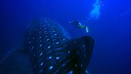 Enjoy Whale Shark Diving In Fuvahmulah