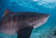 Enjoy Tiger Shark Diving In Maldives