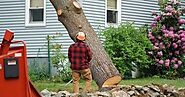 Why Tree Removal Important for your garden?