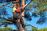Things To Remember About Tree Removal
