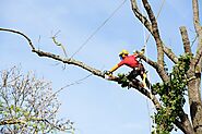 Tree Removal Experts Melbourne