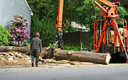 The Most Important Benefits Of Tree Removal Service - Getting Informative Ideas