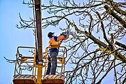 Why Should You Choose To Hire An Arborist in Melbourne? | Inventive Blog Collections