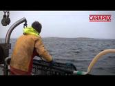 Lobster fishing in Lysekil, Sweden with LL91