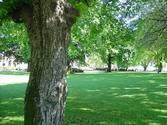 Salamanca Lawn