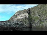 Birds of the North Cape - Norway