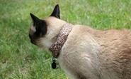 Animal hackers: War Kitteh sniffs out insecure Wi-fi networks