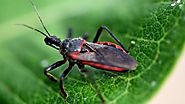Kissing Bug Facts, Control and How To Get Rid Of Kissing Bugs - Get Note IT