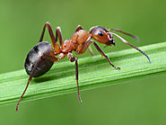 Ant Control Dandenong | Ant Pest Control Dandenong, Cranbourne