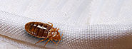 Bed Bugs Control & Treatment Dandenong, Cranbourne, Narre Warren
