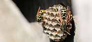 Bee & Wasp nest Removal Dandenong, Cranbourne, Narre Warren, Clyde