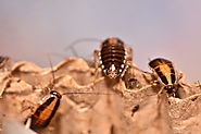 General Pests & Pest Control - Ants, Spiders, Cockroaches, Rodents