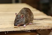 Rodent Control Dandenong | Rat Control Cranbourne, Narre Warren