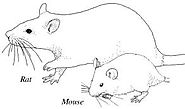 Rats Vs Mouse - Premium Pest Control