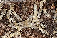 Signs of Termite Damages - Premium Pest Control