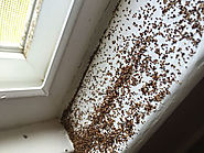 How to Handle Termites - Premium Pest Control