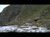 Bird Watching Honningsvag Norway