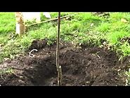 How To Plant Your New Fruit Tree - Raintree Nursery