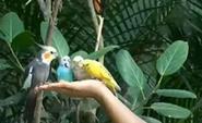 Spend a day at the Langkawi Bird Paradise and Wildlife Park