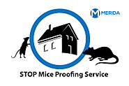 All in One Pest Control in Twickenham For Homes and Offices