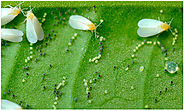 Rugose Virus Spread across South Indian Fruit Crops in Total AP- పండ్ల తోటలను నాశనం చేస్తోన్న కొత్త వైరస్.. ఏపీలో మొద...