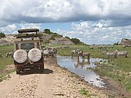 Wildlife Safari in Tanzania - Get Ready for the Adventure