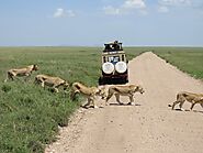 Choosing the Right Operator for Wildlife Safari in Tanzania