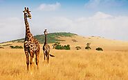 Wildlife Safari Packages Tanzania - Make a Booking Now