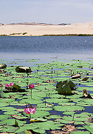 Mui Ne Lotus Lake