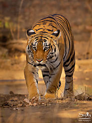 Pench Tiger Reserve - Mowgli Land