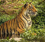 Satpura Tiger Safari